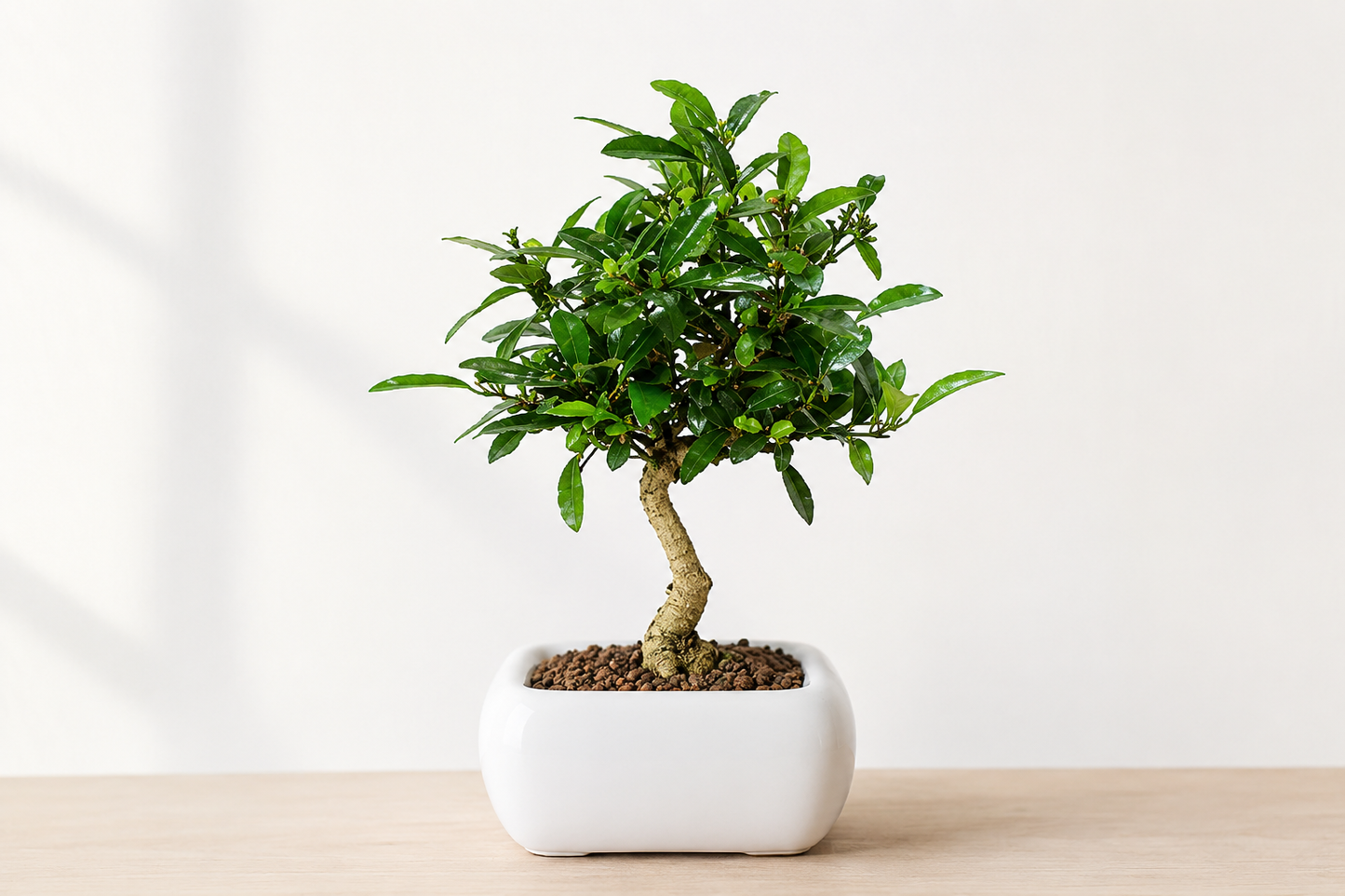 Bonsai di Citrus Kinzu – Agrume in Miniatura con Frutti