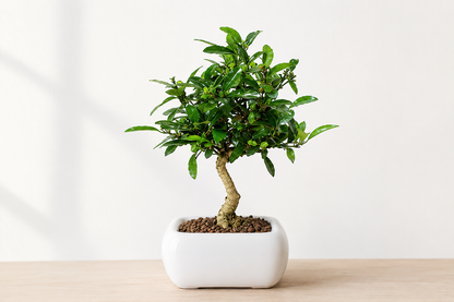 Bonsai di Citrus Kinzu – Agrume in Miniatura con Frutti