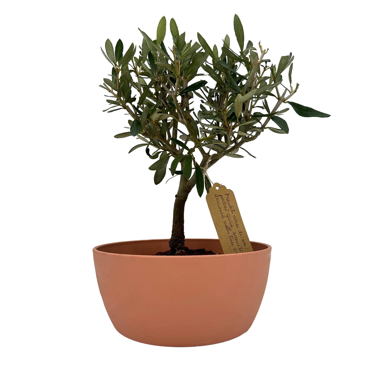 Bonsai di Olivo in un vivace vaso colorato, perfetto per aggiungere un tocco di serenità e natura alla tua casa o ufficio idea regalo
