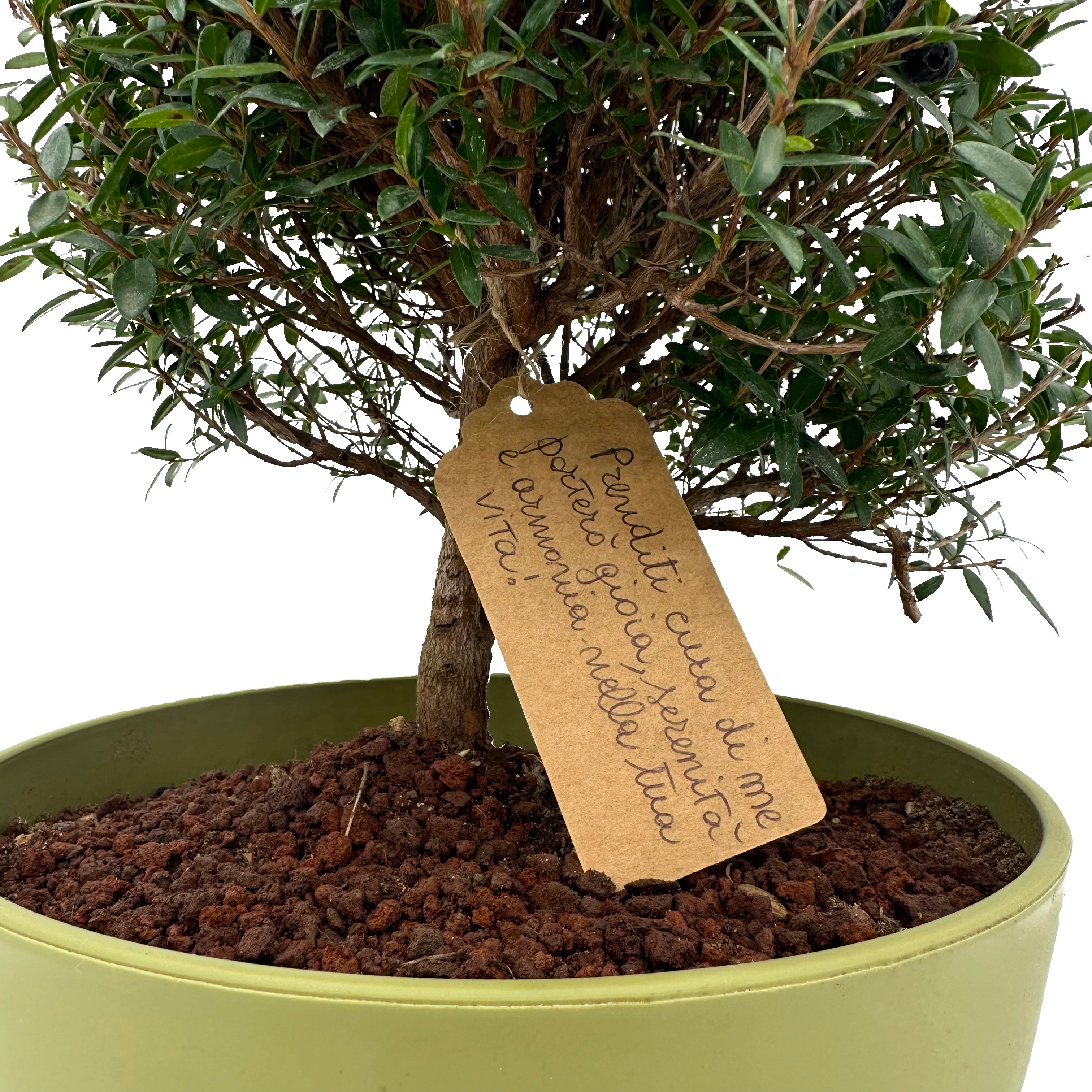 Bonsai di Mirto vaso colorato (Giallo o Verde)