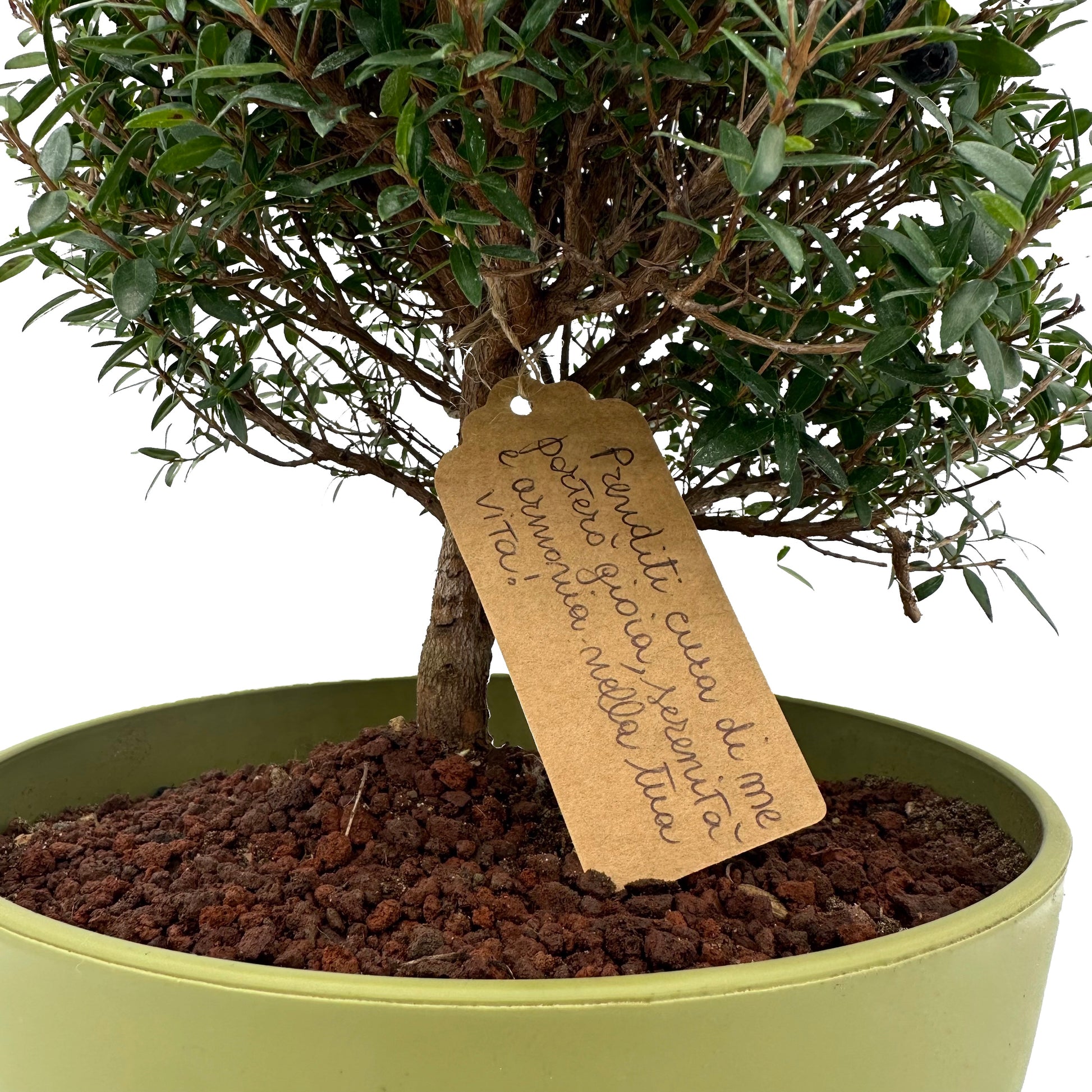 Bonsai di Mirto, idea regalo, bonsai, albero, pianta, vaso colorato, natura, mirto