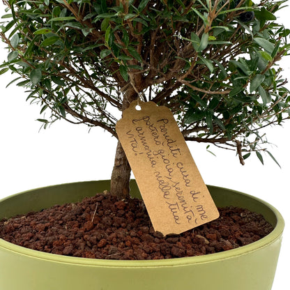 Bonsai di Mirto, idea regalo, bonsai, albero, pianta, vaso colorato, natura, mirto