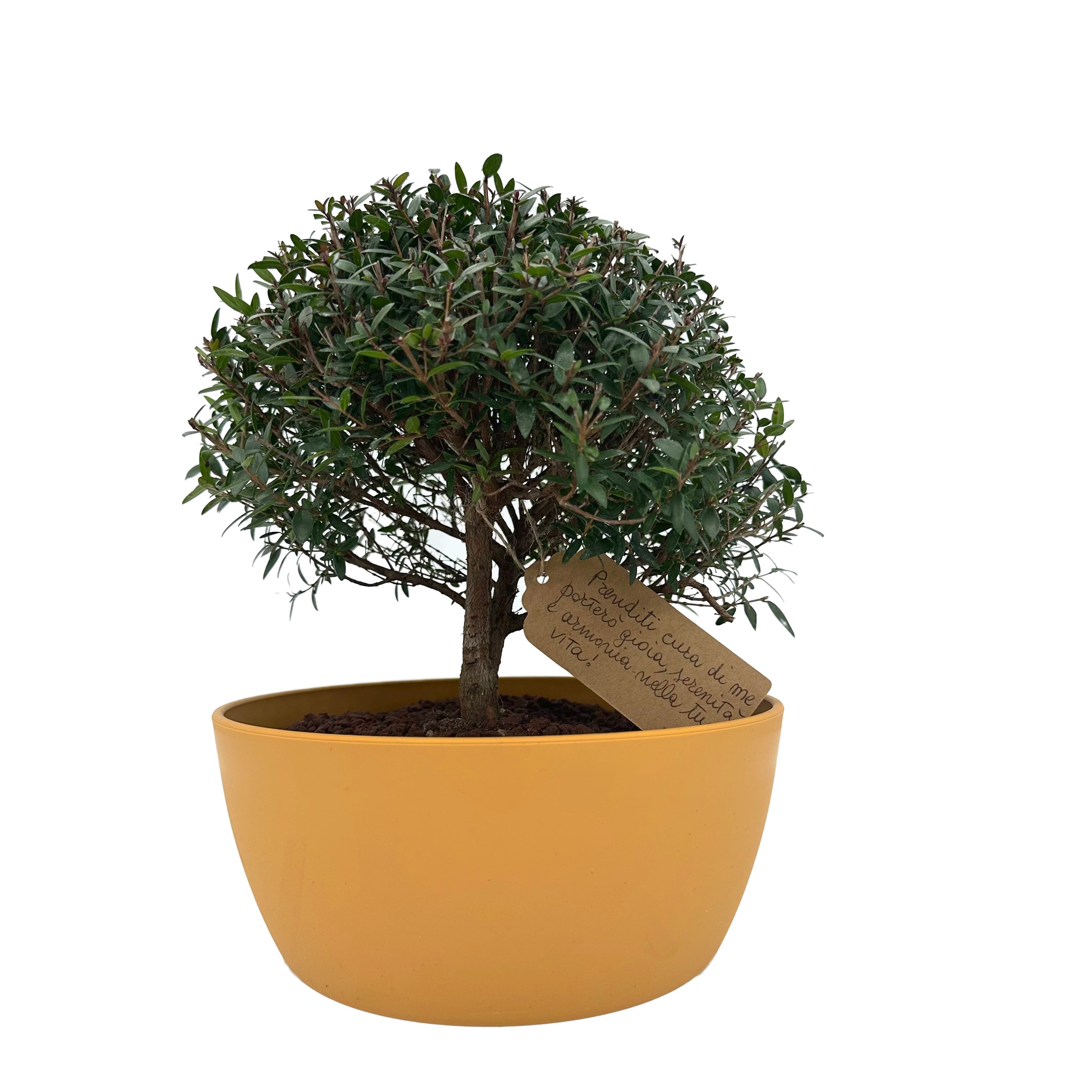 Bonsai di Mirto vaso colorato (Giallo o Verde)