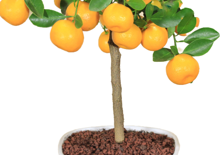 Bonsai di Calamondino