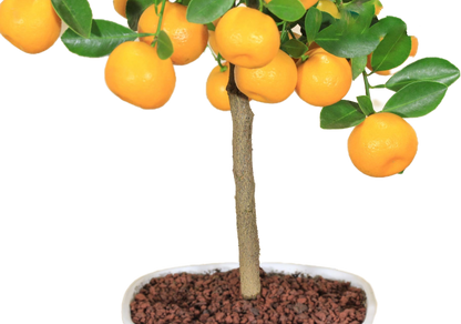 Bonsai di Calamondino