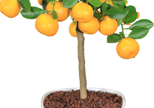 Bonsai di Calamondino