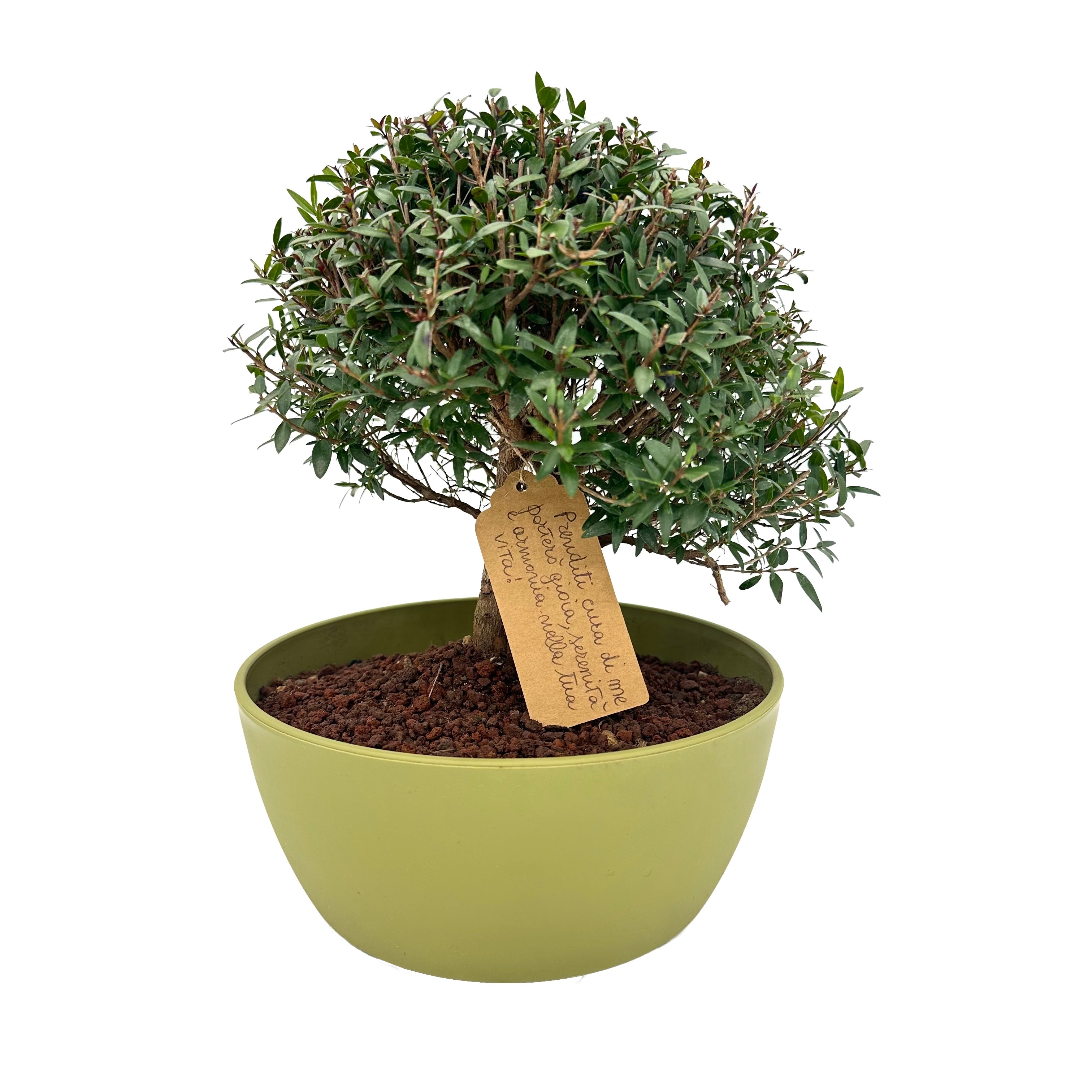 Bonsai di Mirto vaso colorato (Giallo o Verde)