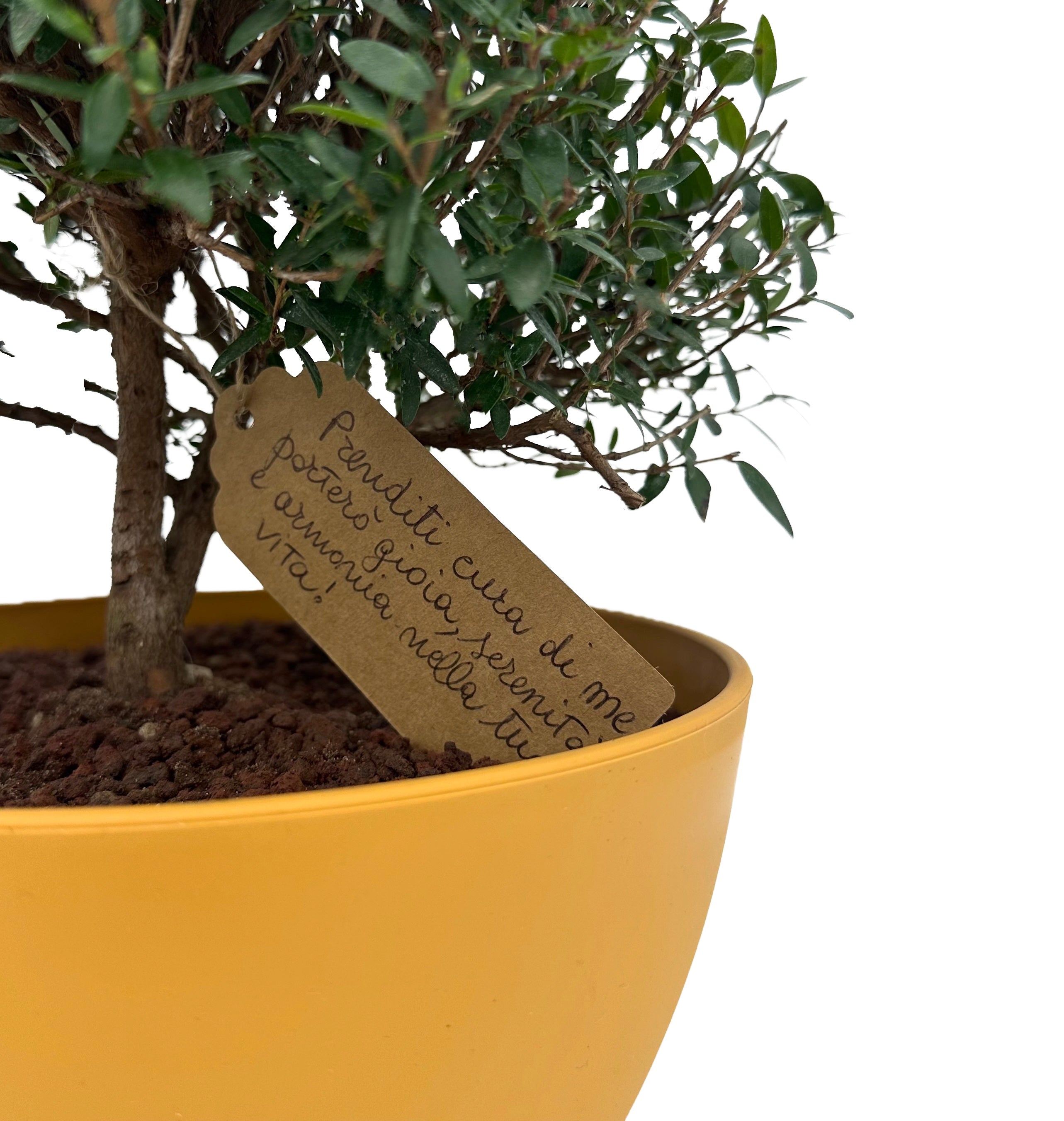 Bonsai di Mirto vaso colorato (Giallo o Verde)