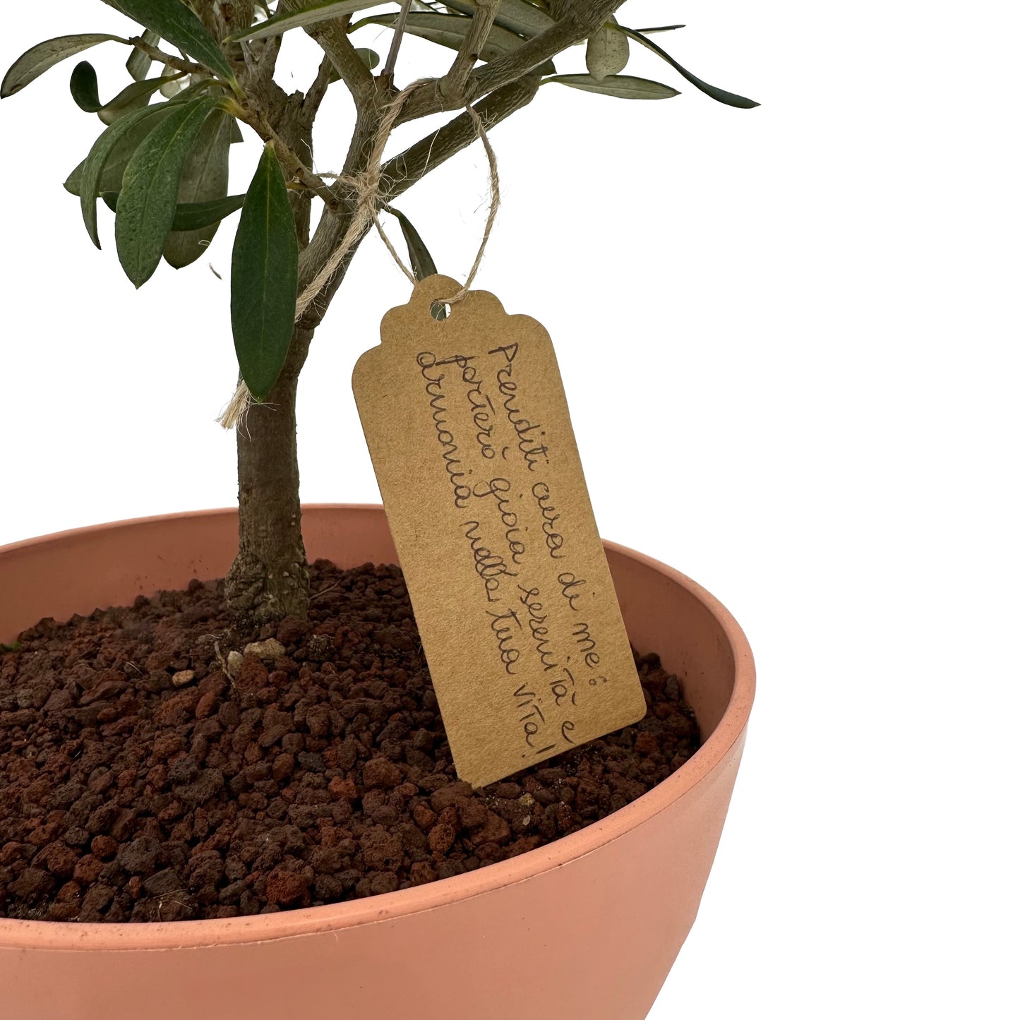 Foglie verdi brillanti e tronco intrecciato del Bonsai di Olivo, evidenziando la sua bellezza naturale e l'artigianato curato.