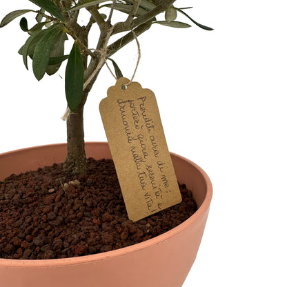 Foglie verdi brillanti e tronco intrecciato del Bonsai di Olivo, evidenziando la sua bellezza naturale e l'artigianato curato.