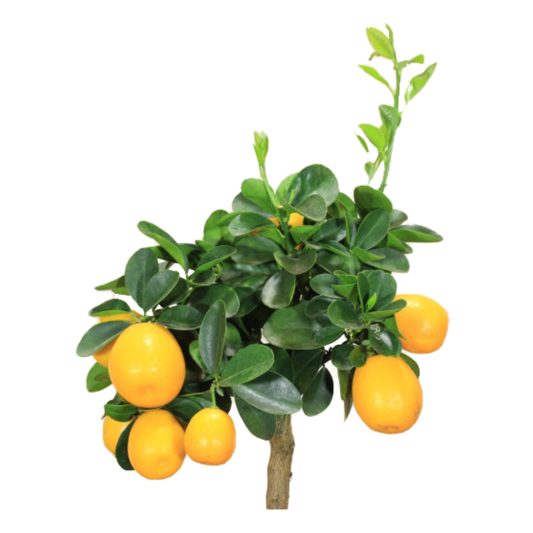 Bonsai di Kumquat