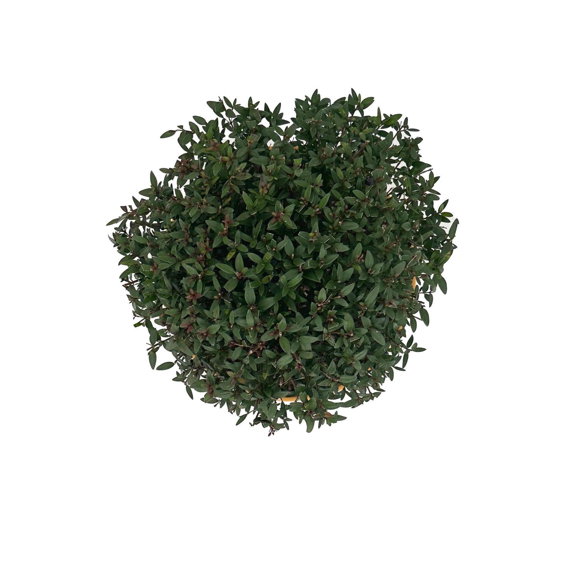 Bonsai di Mirto, idea regalo, bonsai, albero, pianta, vaso colorato, natura, mirto