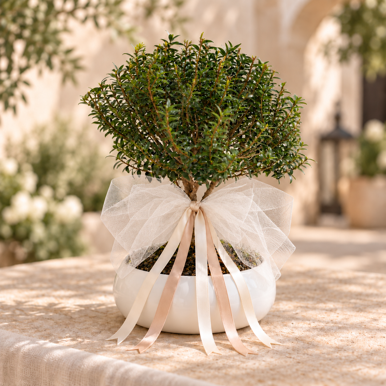 Bomboniera Bonsai di Mirto – Un ricordo che cresce nel tempo