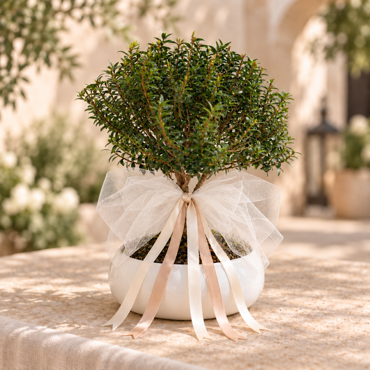 Bomboniera Bonsai di Mirto – Un ricordo che cresce nel tempo