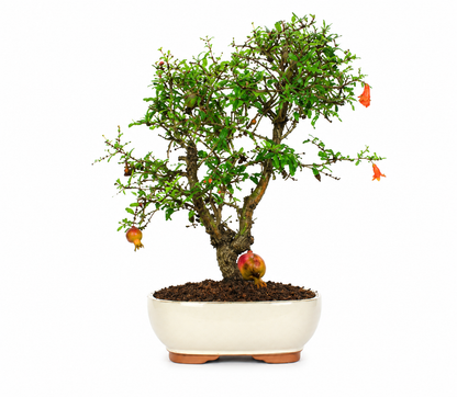 Bonsai di Melograno Nano (Punica granatum var. nana) – 8/9 anni