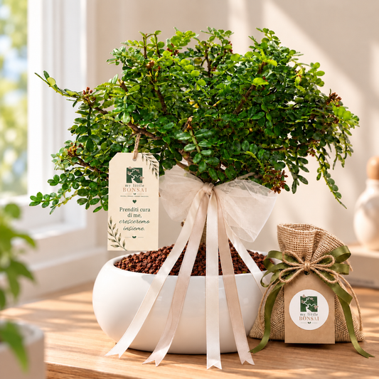 Bomboniera Bonsai di Pepper (Pepe)– Un ricordo originale che cresce nel tempo