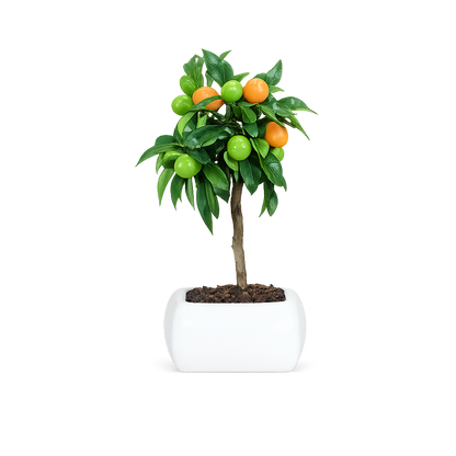 Bonsai di Kumquat