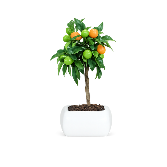 Bonsai di Kumquat