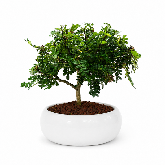 Bonsai di Pepper in ciotola bassa
