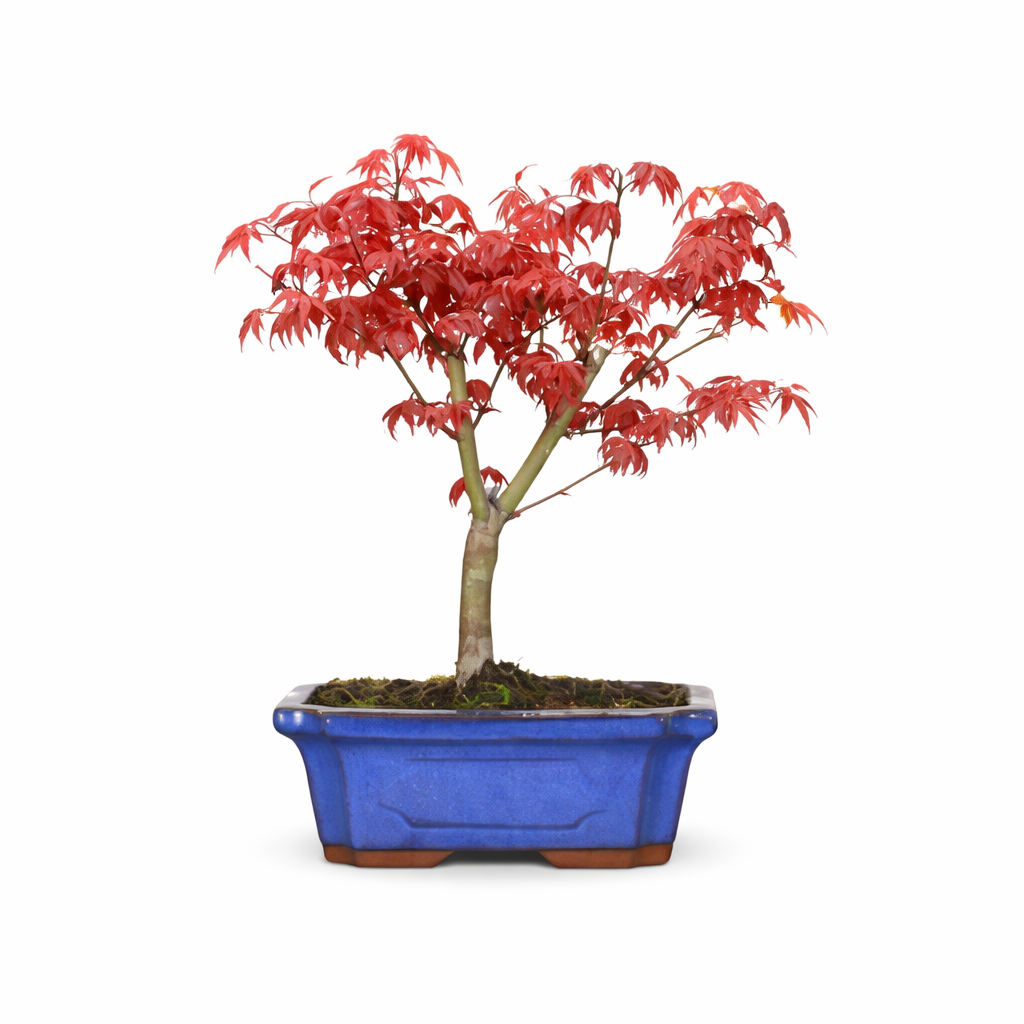 Bonsai di Acero Palmato Deshojo giapponese in vaso rettangolare