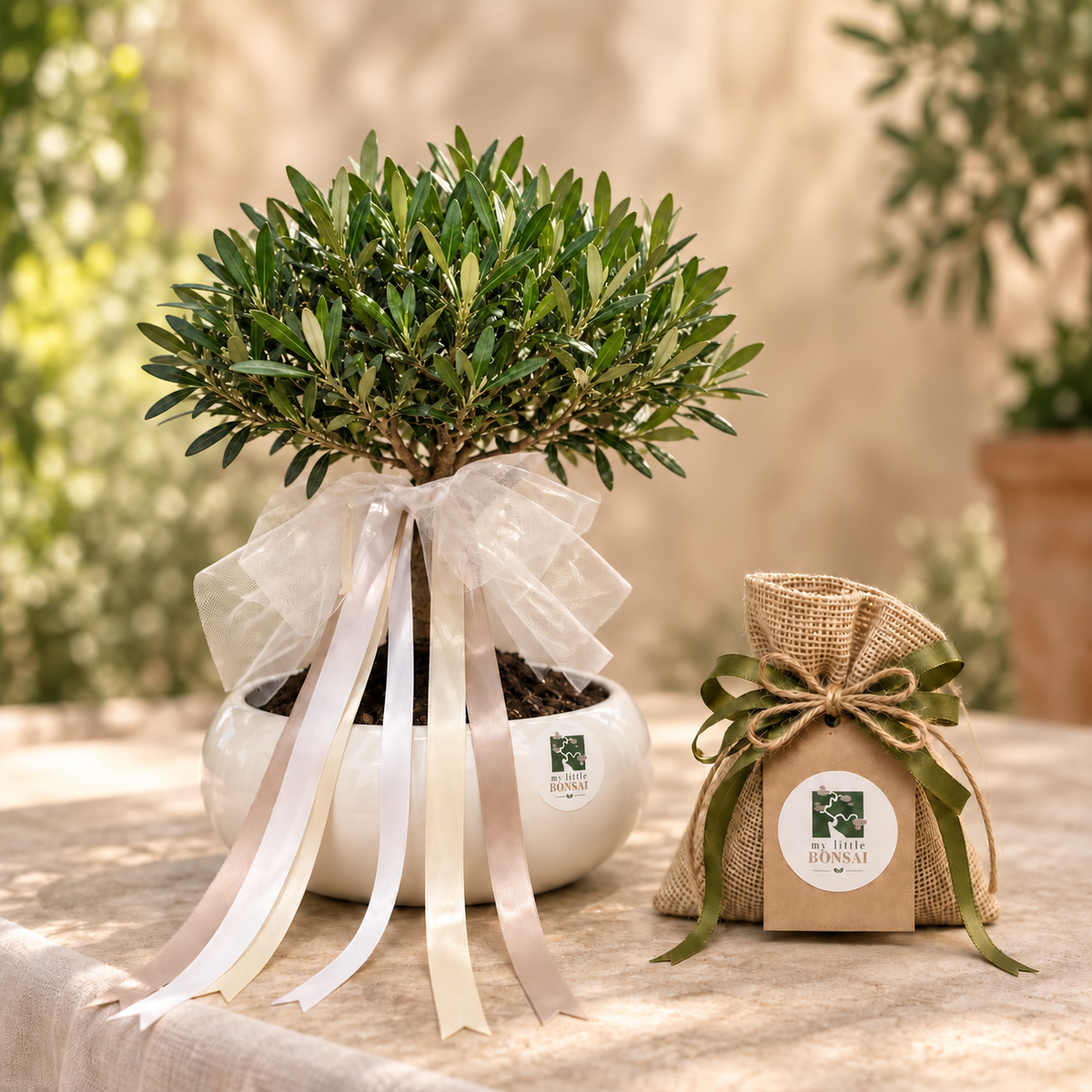 Bomboniera Bonsai di Olivo – Un ricordo che cresce nel tempo