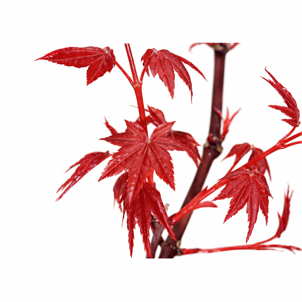 Bonsai di Acero Palmato Deshojo giapponese in vaso rettangolare