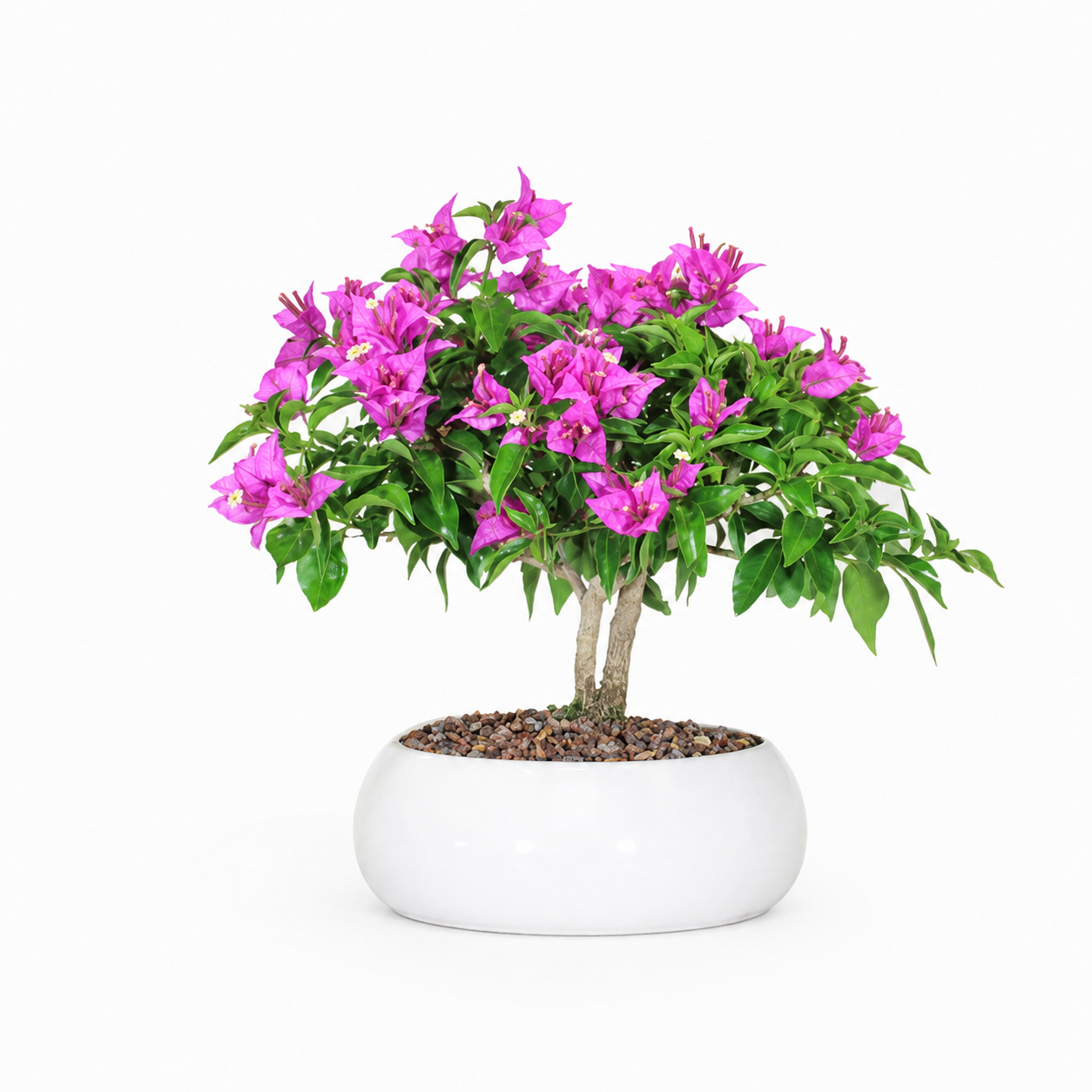 Bonsai di Bougainvillea in ciotola bassa, bianca