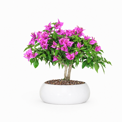 Bonsai di Bougainvillea in ciotola bassa, bianca