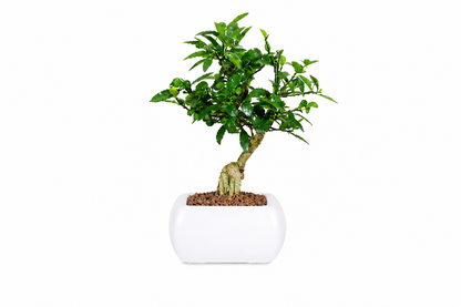 Bonsai di Citrus Kinzu – Agrume in Miniatura con Frutti