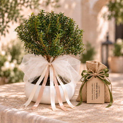 Bomboniera Bonsai di Mirto – Un ricordo che cresce nel tempo