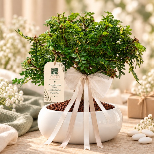 Bomboniera Bonsai di Pepper (Pepe)– Un ricordo originale che cresce nel tempo