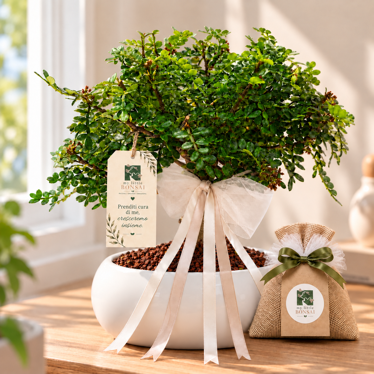 Bomboniera Bonsai di Pepper (Pepe)– Un ricordo originale che cresce nel tempo
