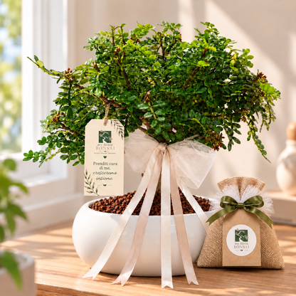 Bomboniera Bonsai di Pepper (Pepe)– Un ricordo originale che cresce nel tempo