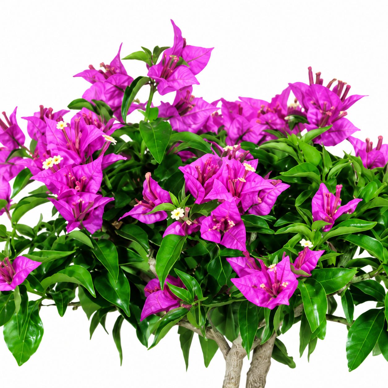 Bonsai di Bougainvillea in ciotola bassa, bianca