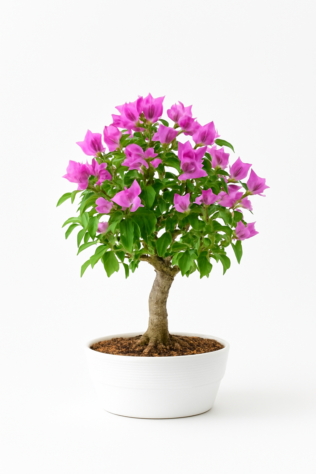 Bonsai di Bougainvillea in ciotola bassa, bianca