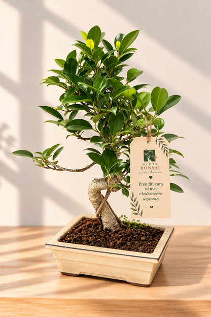 Bonsai di Ficus vaso cm. 18