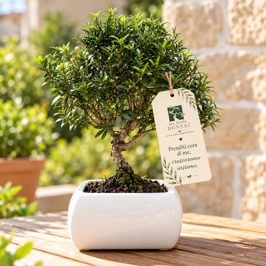 Bonsai di Mirto in vaso quadro bianco