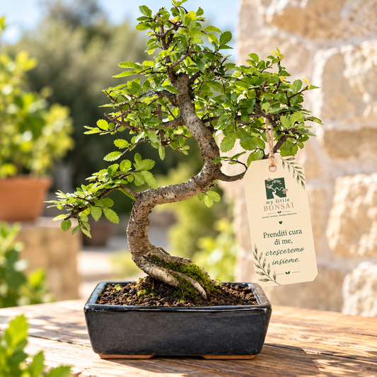 Bonsai di Olmo cinese vaso cm. 18