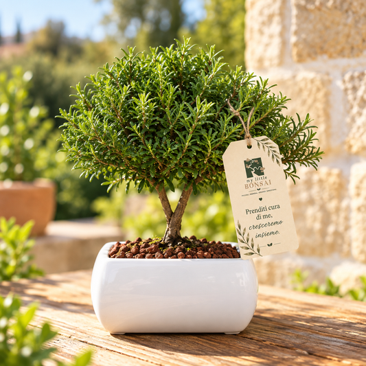 Bonsai di Mirto in vaso quadro bianco