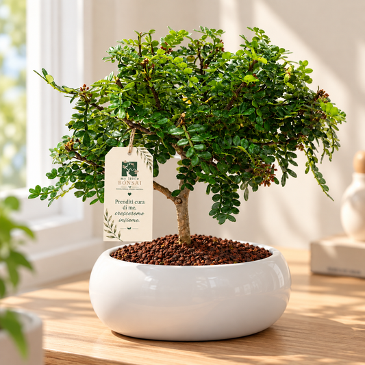 Bonsai di Pepper in ciotola bassa