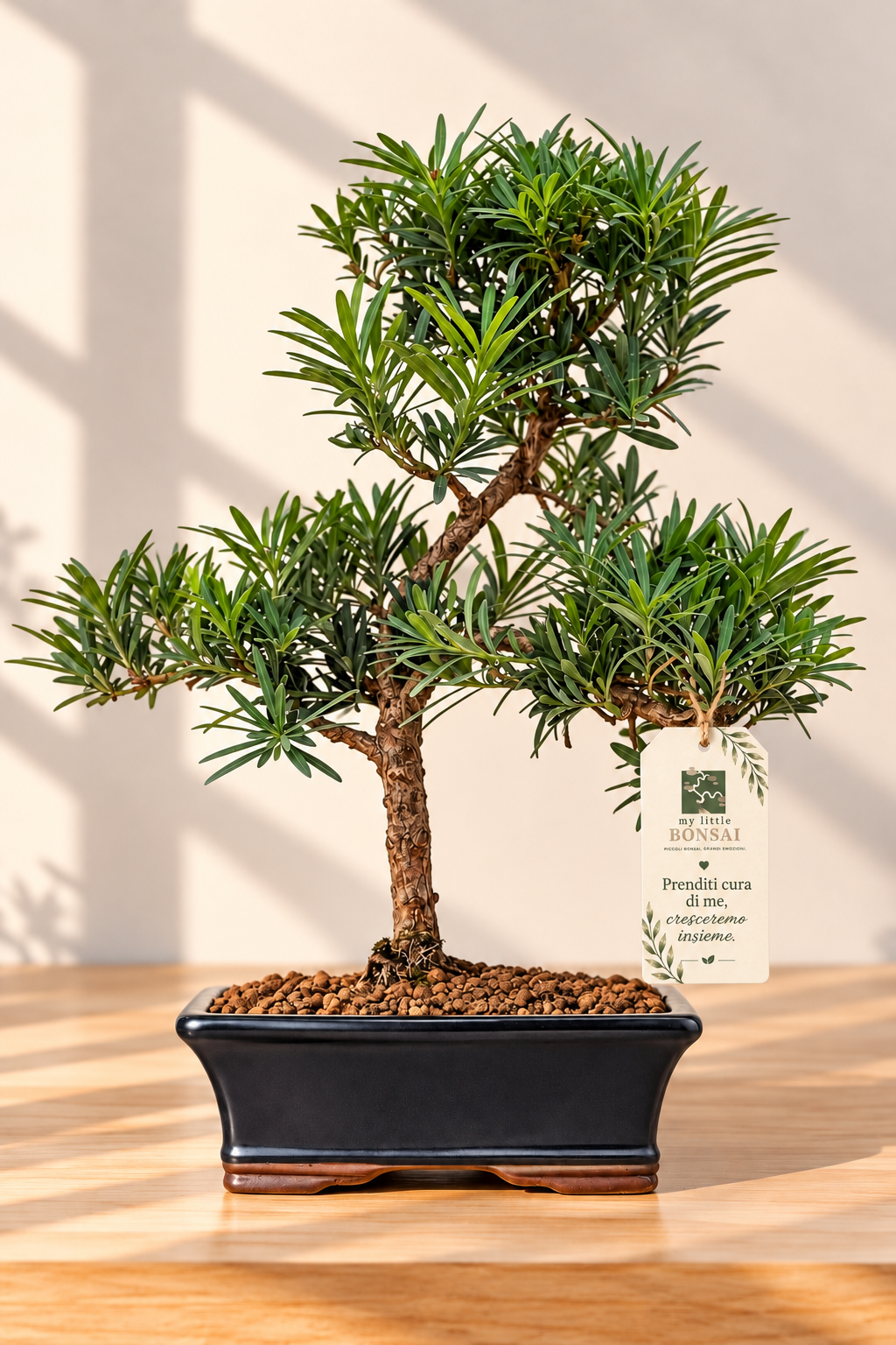 Bonsai Podocarpus Macrophylla – Podocarpo Sempreverde - CM 42