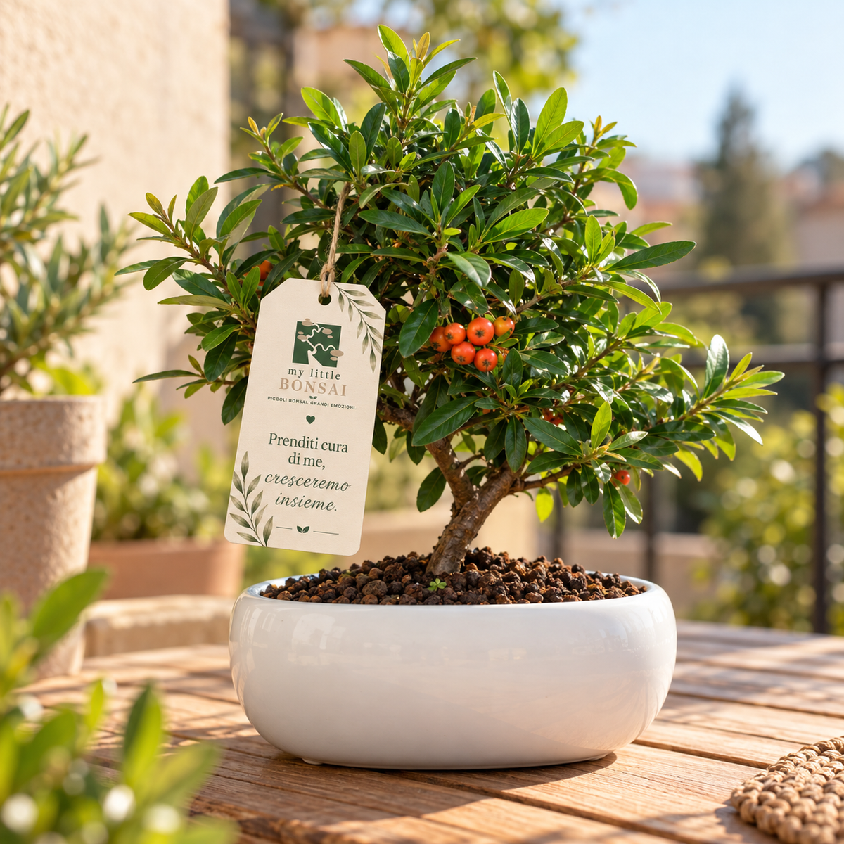 Bonsai di Pyracantha in ciotola bassa - bacche arancioni
