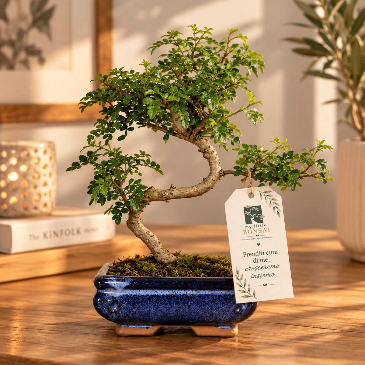 Bonsai di Pepper (Zanthoxylum Piperitum) – Vaso Blu 15 cm