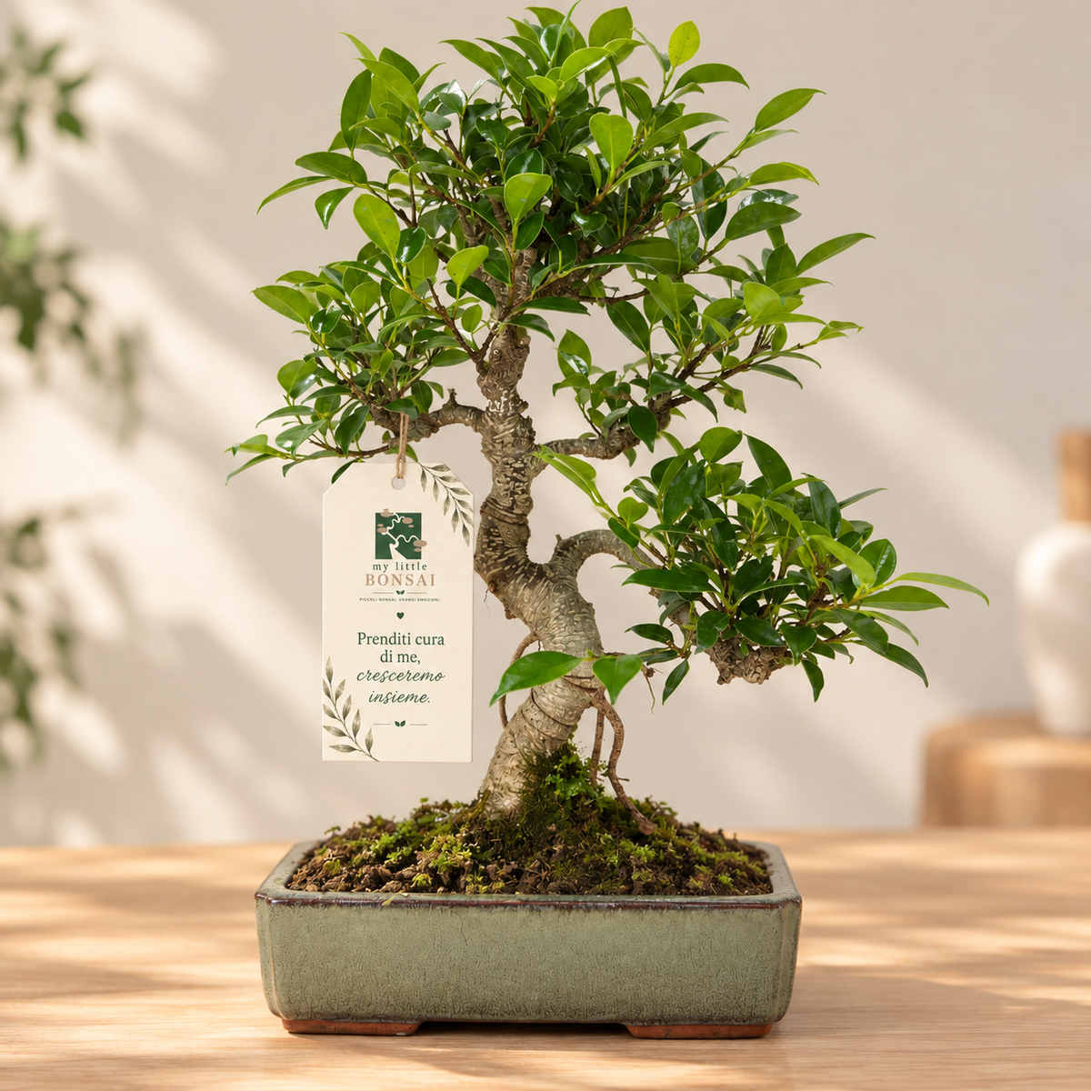 Bonsai di Ficus vaso cm. 25