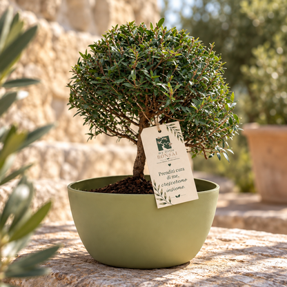 Bonsai di Mirto vaso colorato (Giallo o Verde)