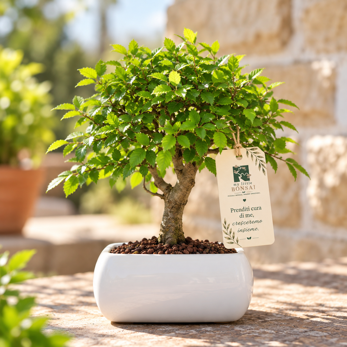 Bonsai di Olmo a palla in vaso quadro bianco
