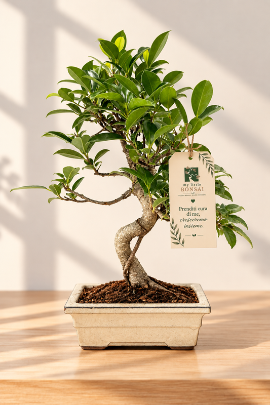 Bonsai di Ficus vaso cm. 18