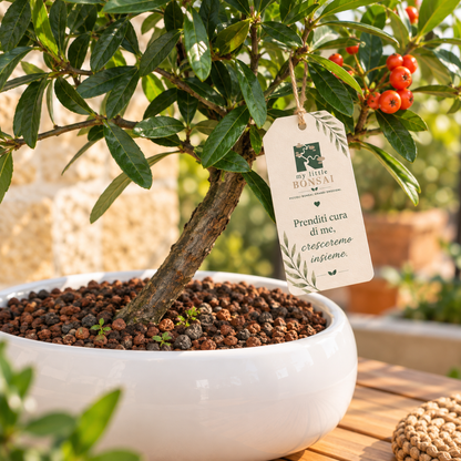 Bonsai di Pyracantha in ciotola bassa - bacche arancioni
