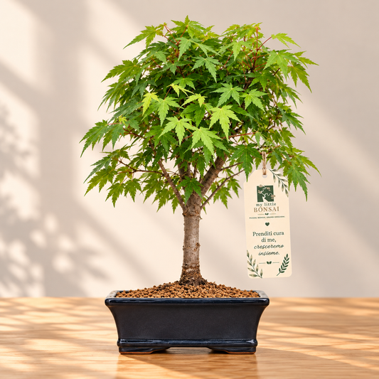 Bonsai Acer Palmatum Viridis – Acero Giapponese - CM 41