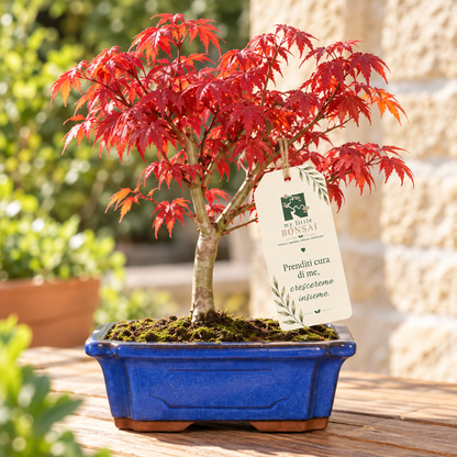 Bonsai di Acero Palmato Deshojo giapponese in vaso rettangolare